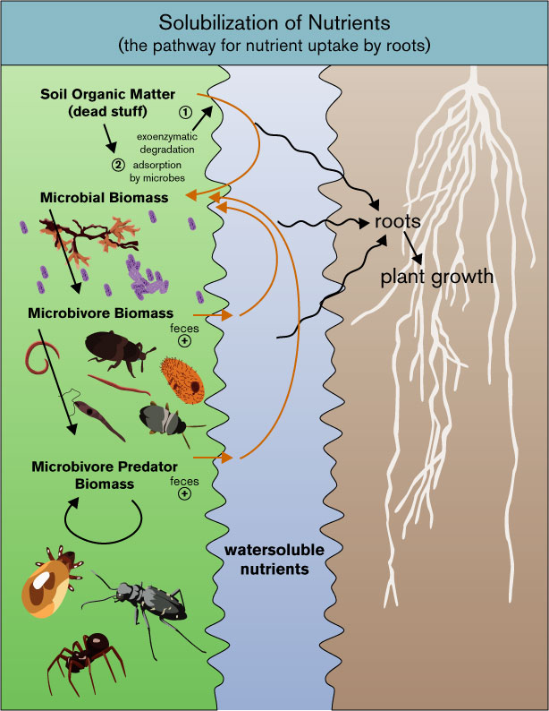 solubilization_of_nutrients – Master Gardener Foundation of Thurston County